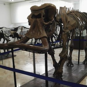 Museo Gemellaro