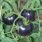 pomodoro nero o blu -wiki CC0