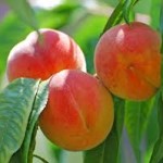 pesche