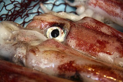 calamari