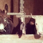 presepe vivente marsala