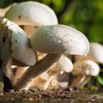 funghi