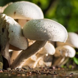 Funghi freschi