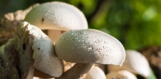 Funghi freschi