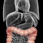 Colon