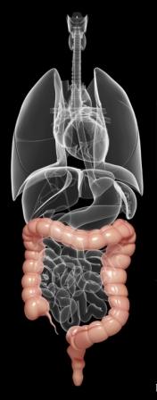 colonscopia colon