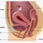 apparato urinario femminile