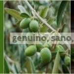 olio altofonte
