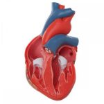 cuore sezione