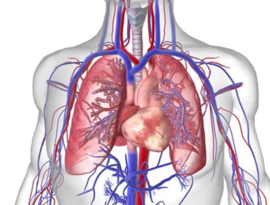 Il cuore: com'è fatto e come funziona | www.palermoviva.it