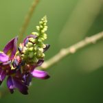 fiore di kuzu