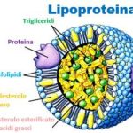 lipoproteina