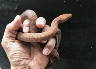 Incantatore di serpenti