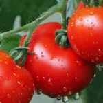 pomodoro