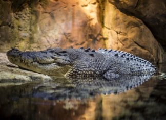 coccodrillo vucciria