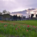 Tulipani Madonna dell’Olio Blufi