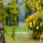 Giardino-PX