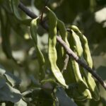Ceratonia_siliqua_-_Carob_05