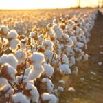 Cotone in Sicilia-min