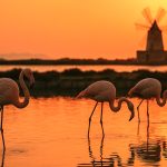 Fenicotteri nella Salina AI cop